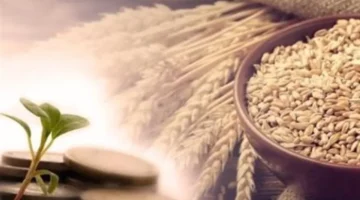 دار الإفتاء تكشف كواليس تحديد قيمة زكاة الفطر عند 35 جنيهًا للفرد